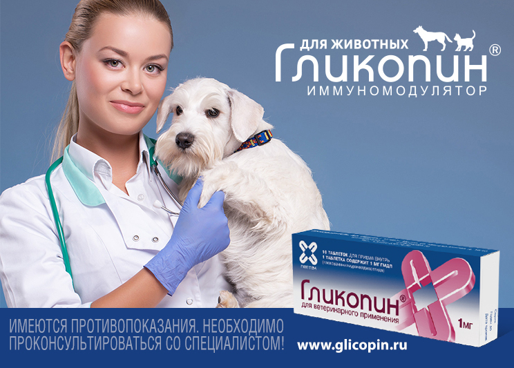 Гликопин для кошек. Гликопин. Лекарство от дерматита у собак. МЕДВЕТ ветеринарная клиника Белгород.
